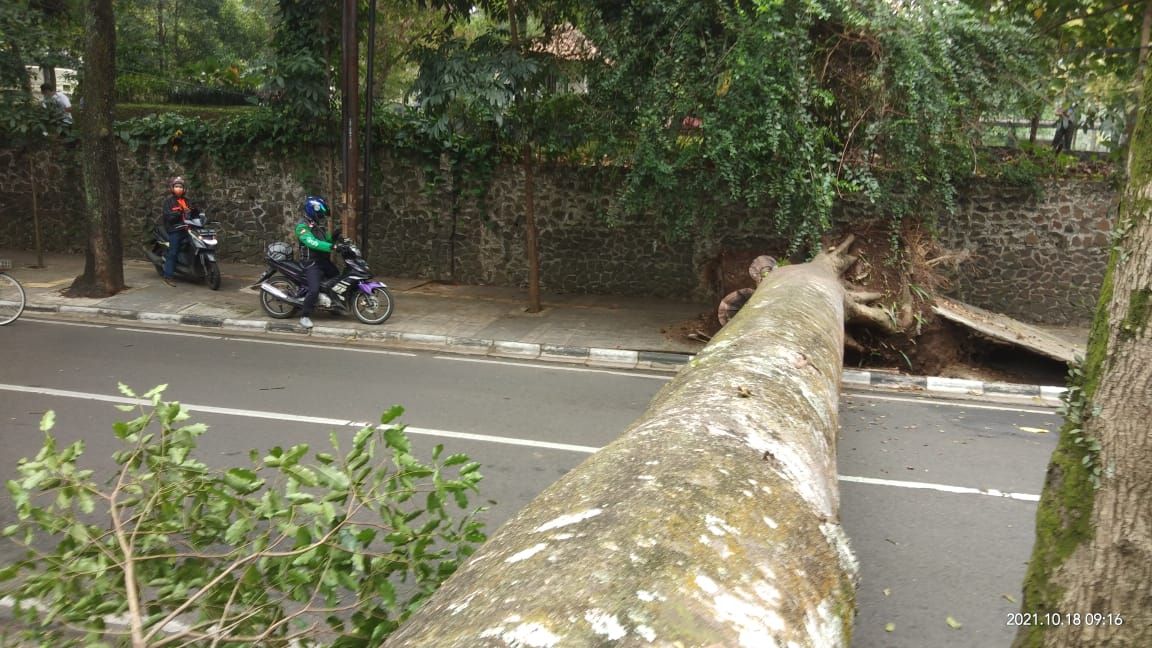 Pohon yang tumbang ini adalah pohon angsana setinggi 20 meter.