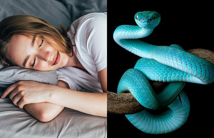 Arti mimpi ular menurut primbon jawa