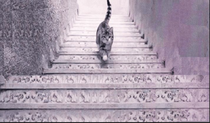 Tes psikologi kali ini hanya melihat gambar kucing naik atau turun tangga. Kemudian bisa ungkap kepribadian Anda.