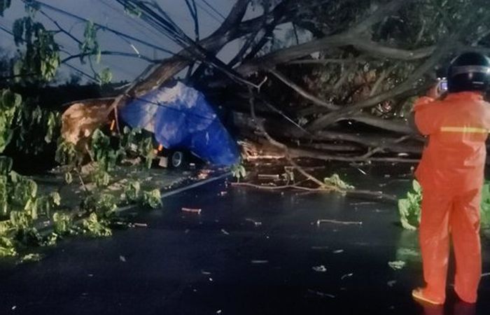 Pohon tumbang di Jalan Cimincrang, Gedebage, tak lama ketika Kota Bandung diguyur hujan lebat, Kamis 21 Oktober 2021 sore menjelang petang