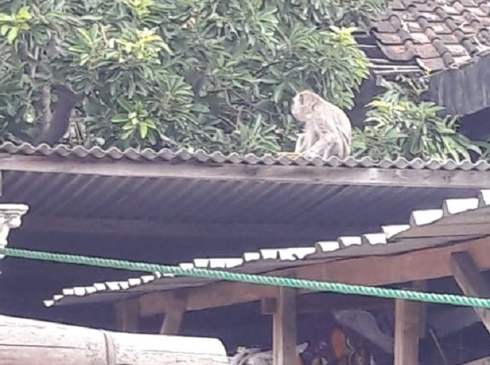 seekor monyet entah berasal dari mana berada diatas genteng rumah warga