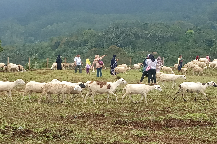Domba-domba yang dilepas di lokasi milik UPT Perbibitan Ternak dan Hijau Pakan Ternak (PTHPT) Dinas Perikanan dan Peternakan Kabupaten Banyumas di Bukit Menggala Ds Karang Tengah Cilongok, Banyumas. 