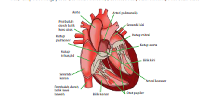 Kunci Jawaban Tema 4 Kelas 5 Sd Halaman 3 4 5 Fungsi Organ Peredaran