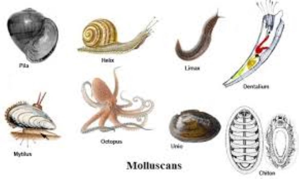 Mengenal Lebih Dekat Mollusca Jenis Jenis Spesifikasi Dan Cara - Riset