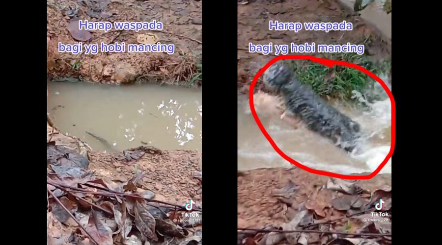 Viral Video Pria Lempar Batu ke Genangan Air Malah Muncul Buaya Besar, Peringatan Buat Para Pemancing