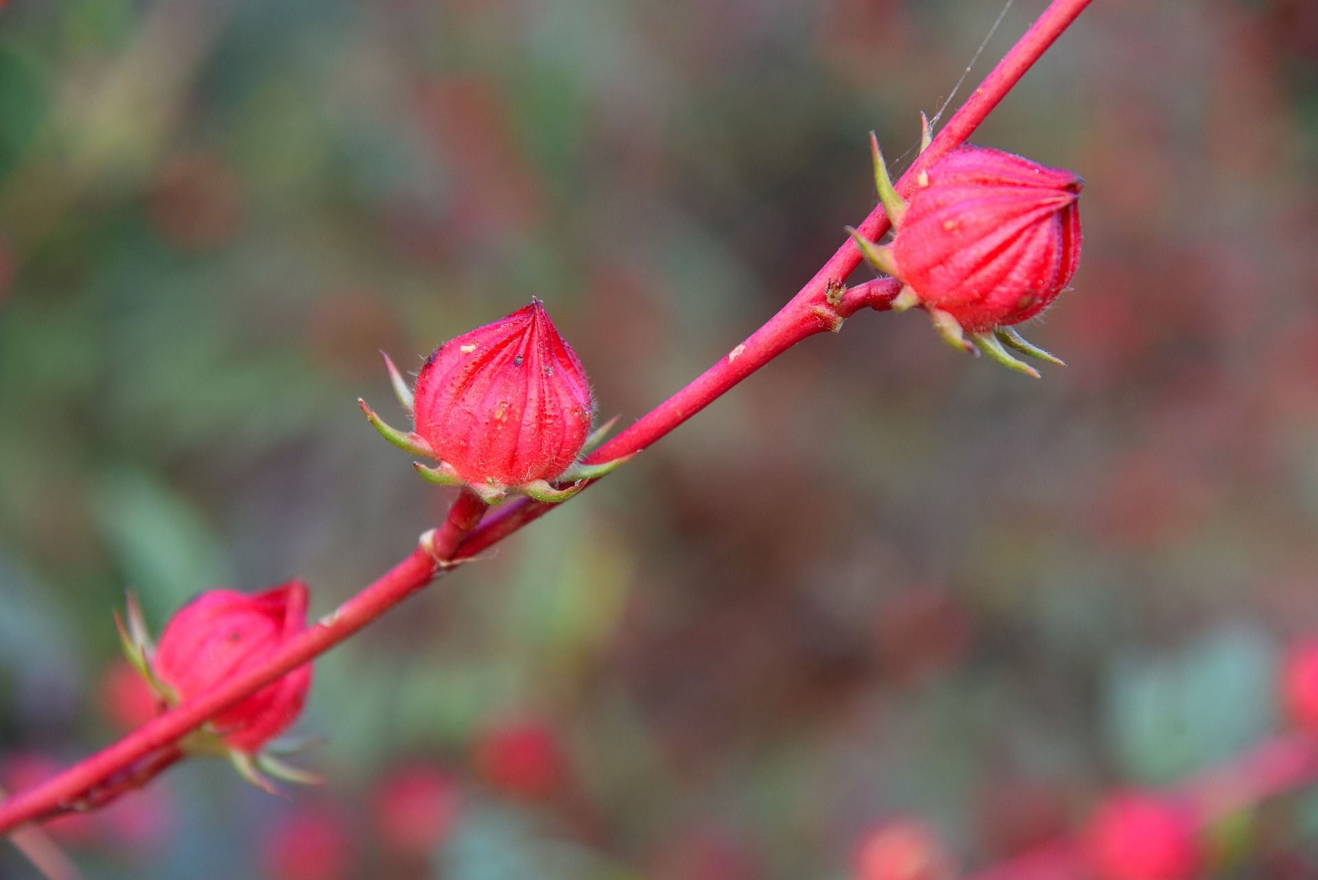 Red Rosela Cubana