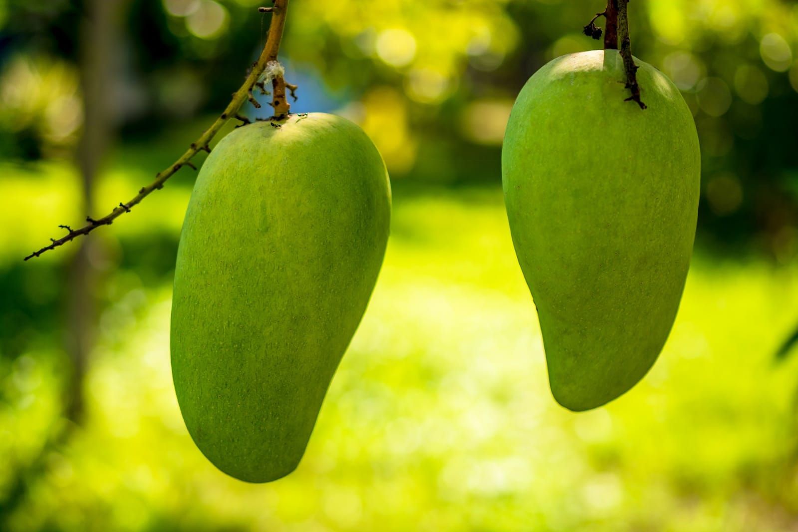 Solusi Mudah Kulit dan Rambut Tetap Sehat dengan Konsumsi Buah Mangga 