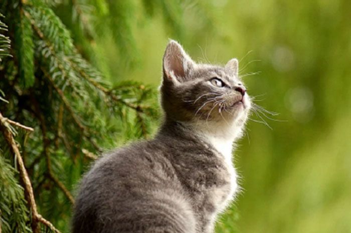 Kasih Makan Kucing Gus Baha, Ustadz Yusuf Mansur: Ngintilin Terus 