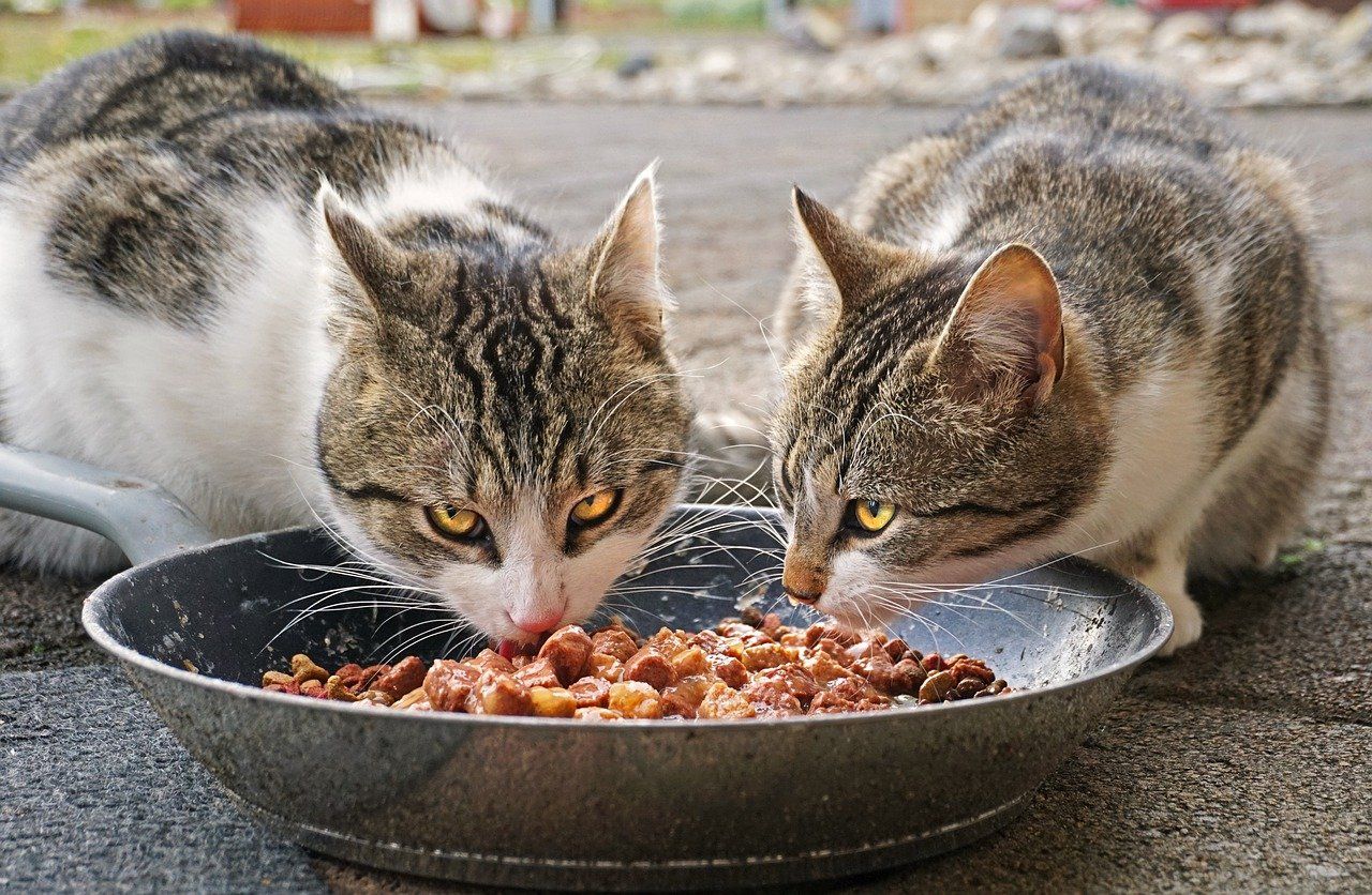 Awas, 5 Makanan Ini Bisa Berbahaya Bagi Kucing, Apa Saja 