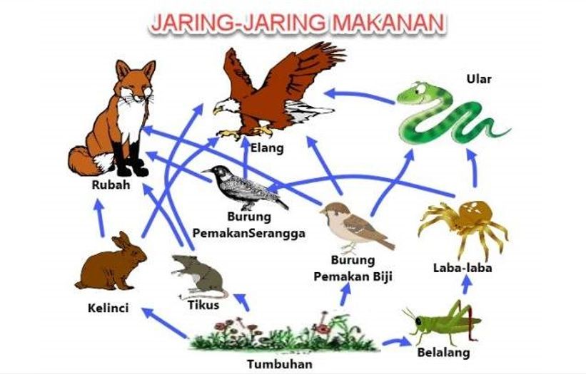Apa yang Dimaksud Jaring-jaring Makanan? Berikut Fungsi dan Perbedaan  antara Rantai Makanan dan Jaring Makanan - Seputar Lampung