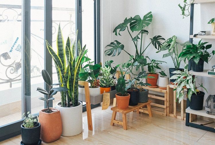 Ilustrasi berbagai jenis tanaman hias indoor
