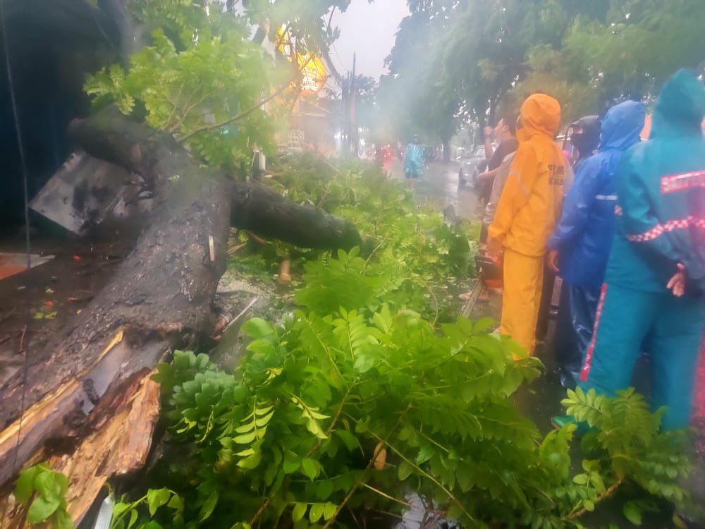 Petugas Pemkot Surabaya menangani pohon yang tumbang akibat hujan angin yang melanda Surabaya