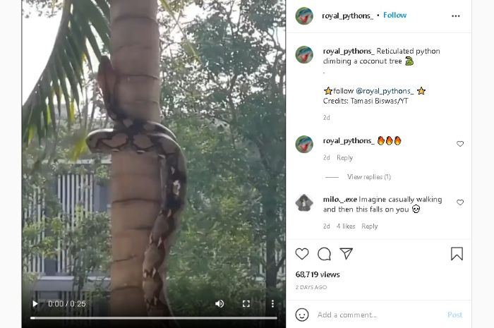 tangkapan layar video viral ular piton.