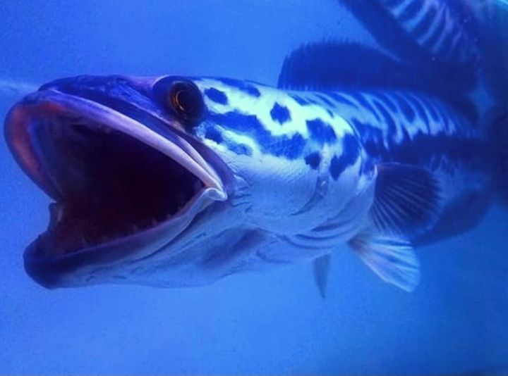 Ikan Toman/sumber foto Instagram gubukpredator