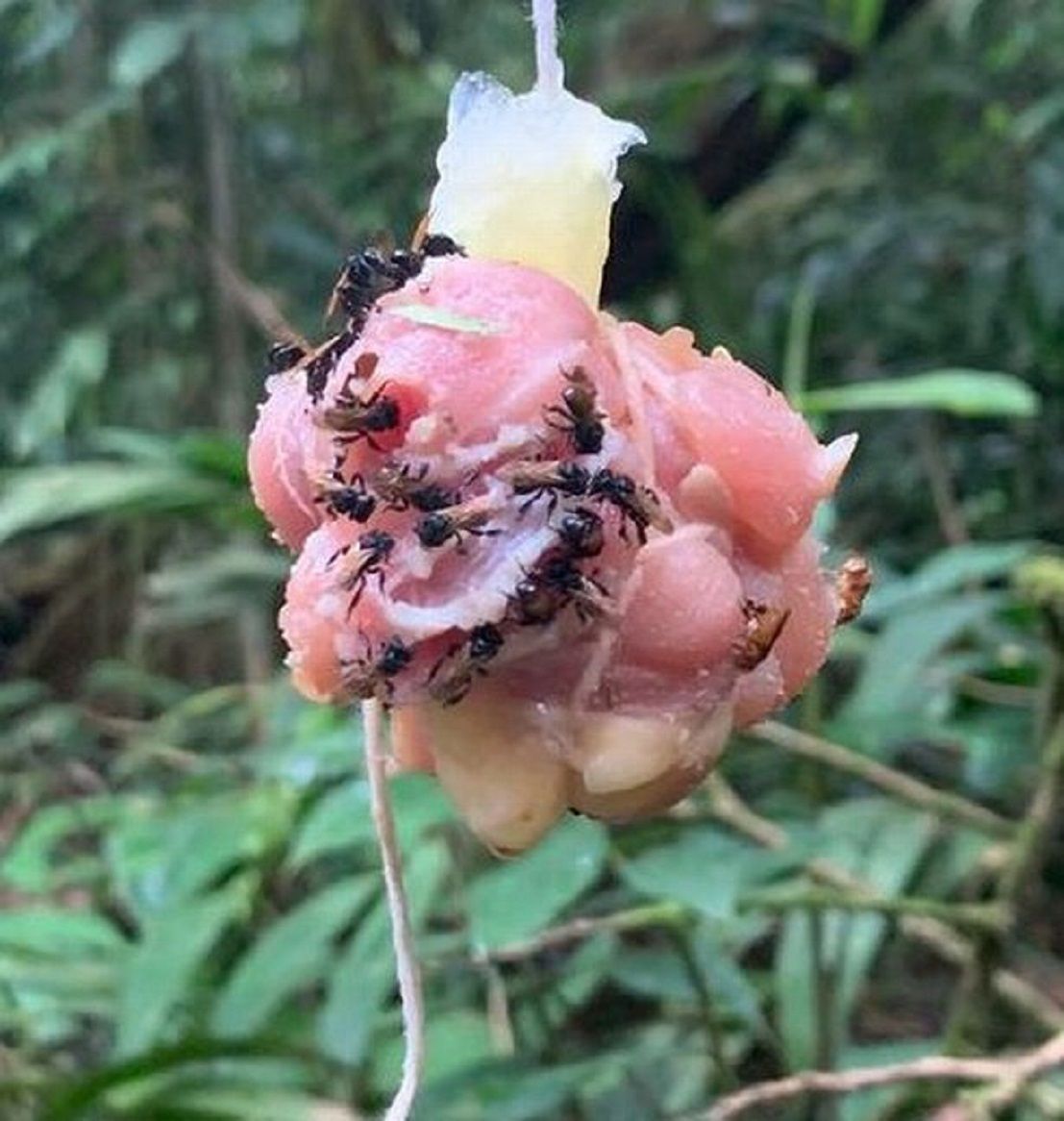 'Lebah Hering' di Kosta Rika memakan umpan daging ayam mentah untuk sebuah penelitian/  