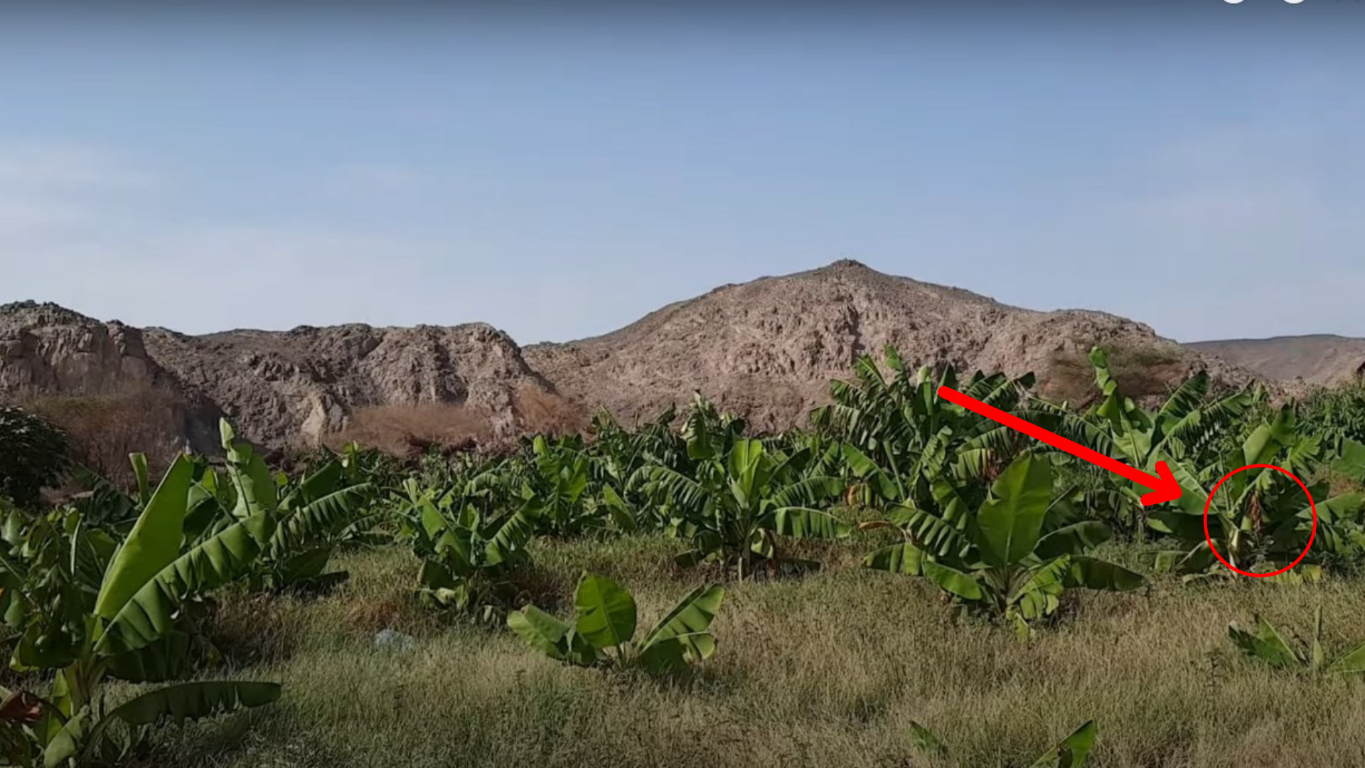 Berhasil Tertangkap Kamera Adanya Kebun Pisang di Dataran Padang Pasir Gunung Bebatuan Arab Saudi, kok Ada Ya?