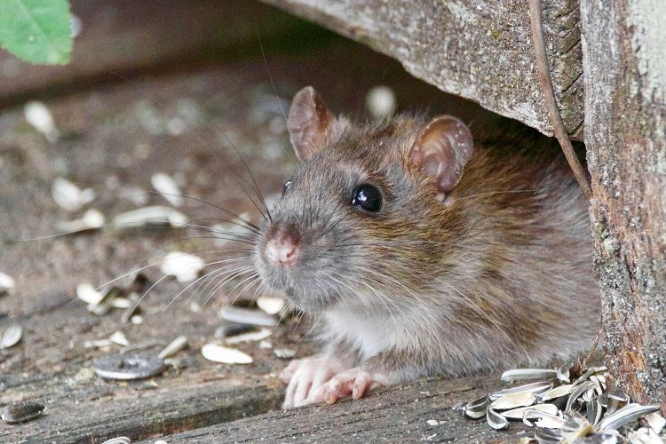 Cara Buat Racun Alami Pembasmi Tikus