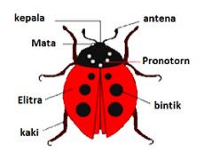 Gambar kumbang.