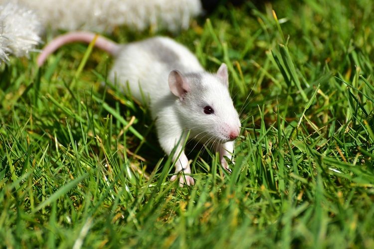 Ilustrasi tikus putih, kenapa sering dijadikan objek penelitian? Simak penjelasannya berikut. 