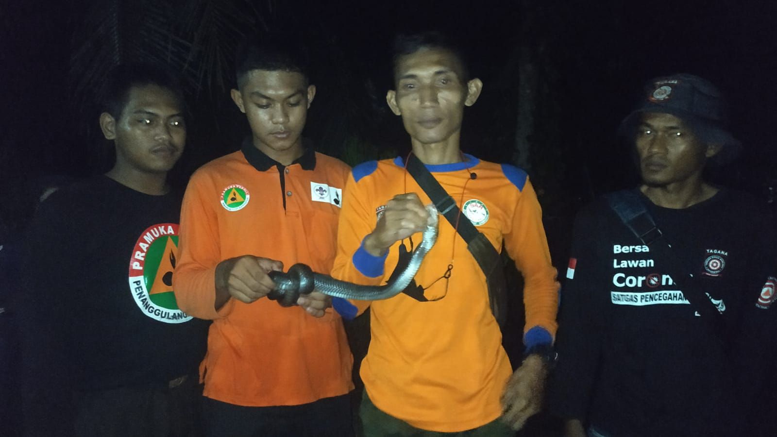 Tagana Banyumas evakuasi ular kobra di Desa Persawahan, Kecamatan Rawalo, Banyumas, Kamis 2 Desember 2021. / Istimewa
