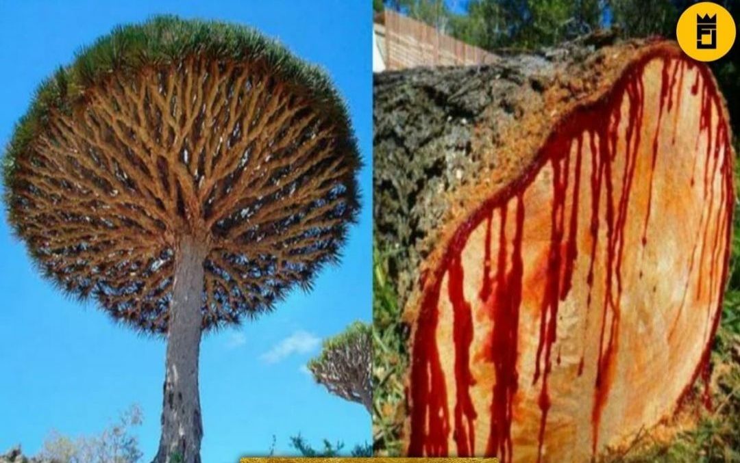 Pohon Darah Naga, tumbuhan yang bisa mengeluarkan darah