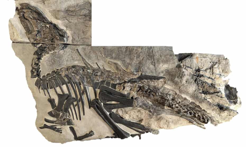 Kerangka 'Bruno', fosil dinosaurus terbesar yang ditemukan di dekat Trieste, Italia.