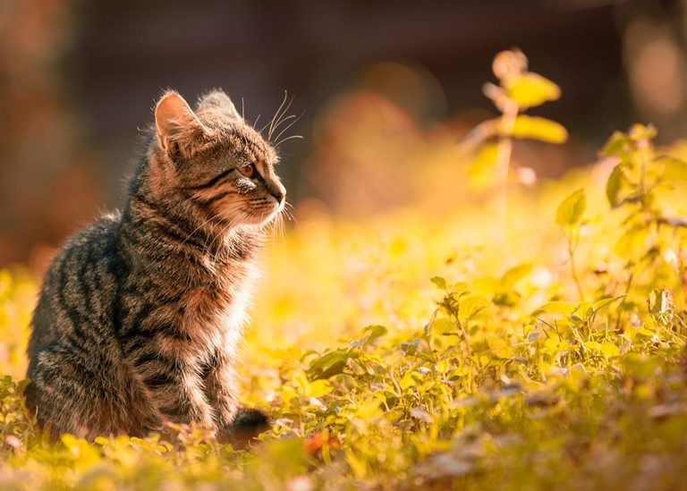 Jika Menggendong Kucing  Apakah  Najis  akan Berpindah Ini 