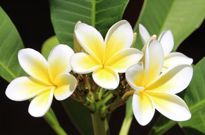 Bunga Kamboja dipercaya bisa menarik energi negatif