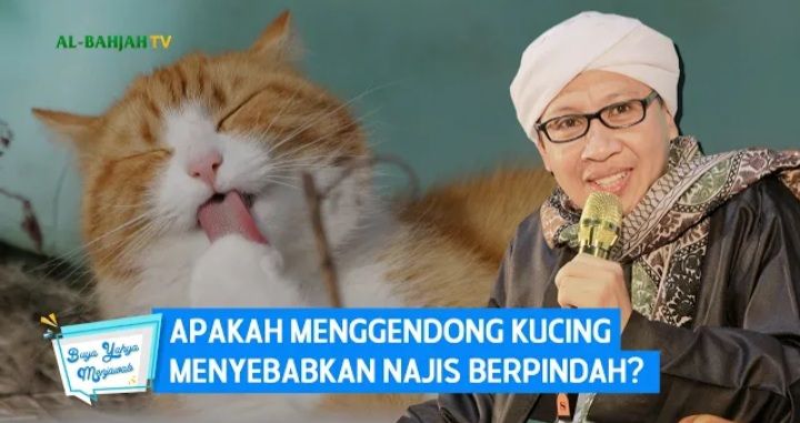 Apakah Menggendong Kucing  Menyebabkan Najis Berpindah Ini 