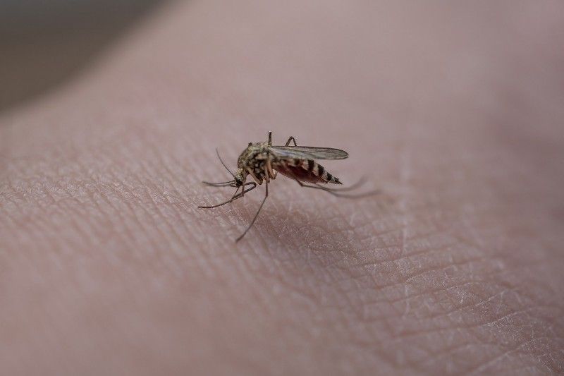 Ilustrasi gigitan nyamuk aedes aegypti berbahaya dan berdampak pada penyakit Demam Berdarah Dengue (DBD).