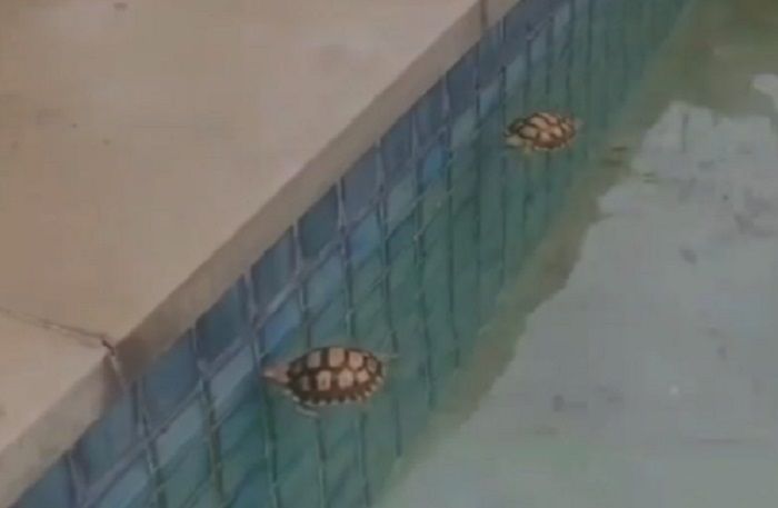 Rizky Billar dan Lesti Kejora kena sasaran netizen karena tortoise.