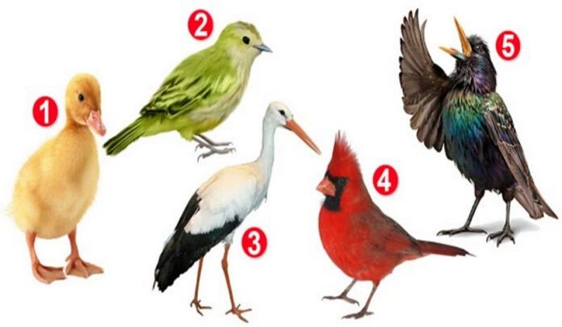 Tes Psikologi: Pilih Satu Gambar Burung yang Disukai, Bisa Ungkap Sesuatu Menarik Tentang Kepribadian Anda