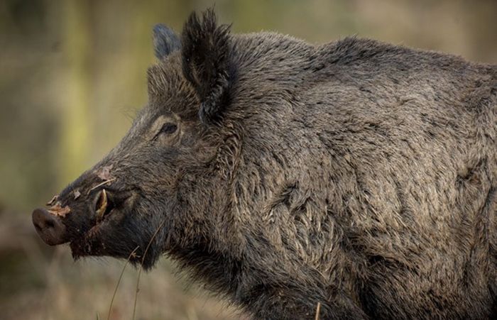 Ilustrasi rahasia yang berhasil diungkap tentang cara pencurian yang dilakukan babi ngepet.