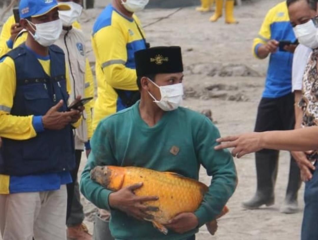 Ikan mas selamat dari bencana Gunung Semeru di Lumajang, Jawa Timur