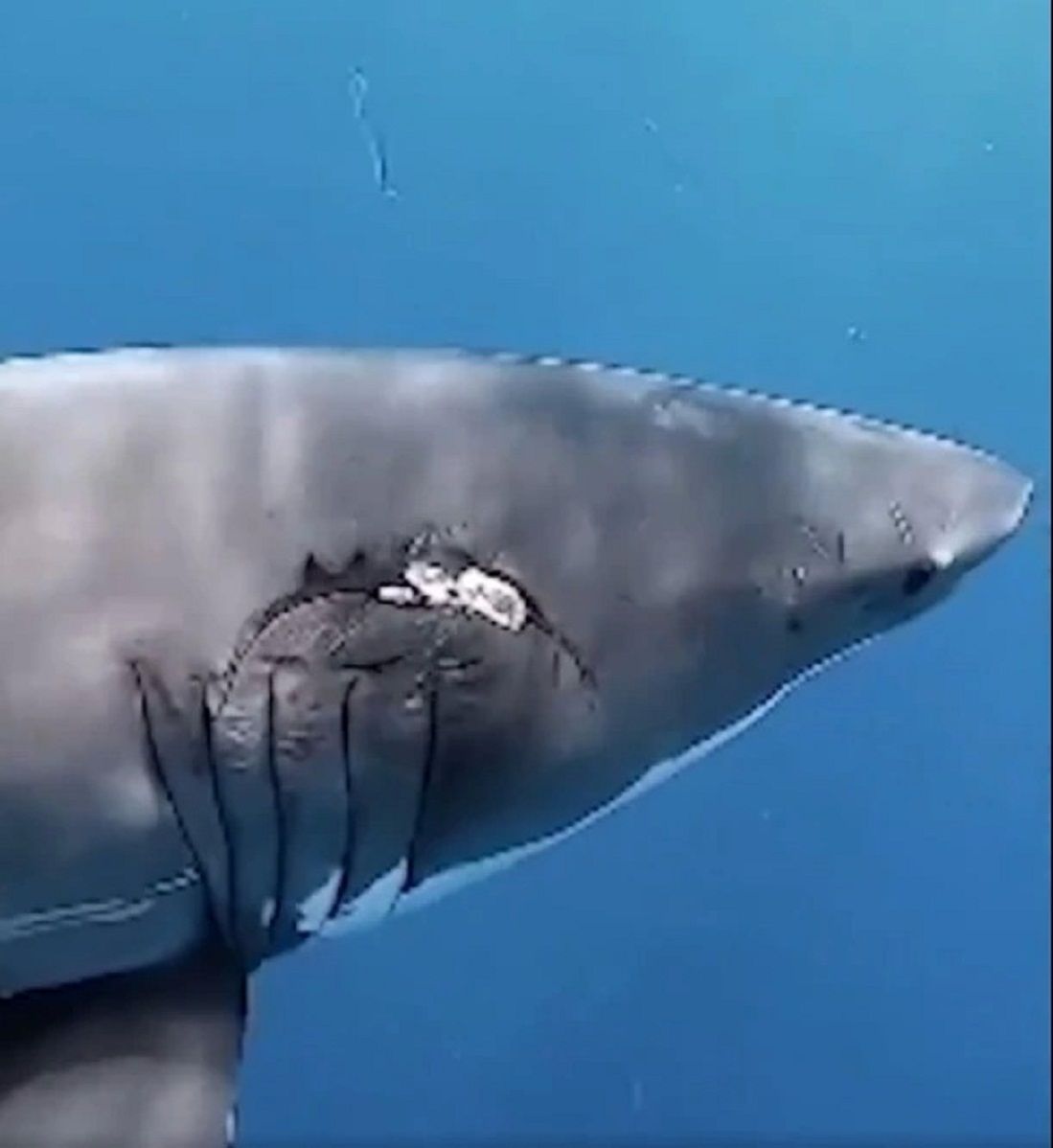Hiu ini jelas telah digigit oleh hiu lain./  