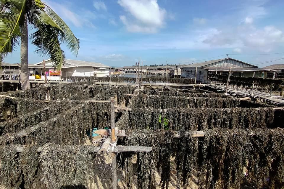 Rengkam yang dijemur warga Amat Belanda, Belakangpadang, Batam.