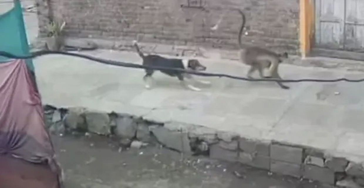 Monyet-monyet dikatakan membalas dendam setelah seekor anjing membunuh salah satu bayi mereka./  