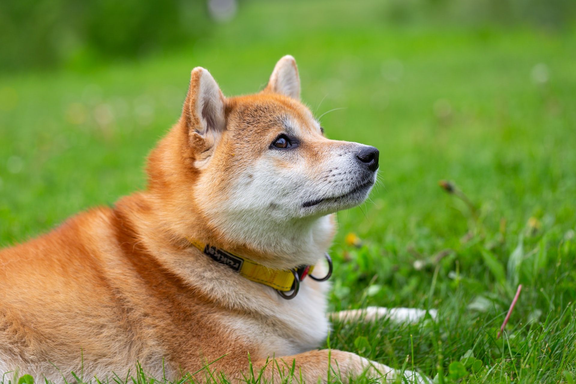 Harga Shiba Inu Sekarang Menggila! Naik Hampir Dua Kali Lipat Dari Dogecoin