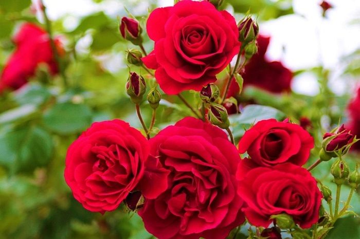 Mawar Merah//pixabay.com/Konevi