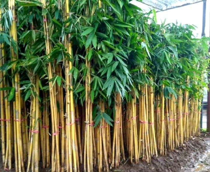 Bambu Kuning salah satu tanaman disebut ampuh usir makhluk halus.
