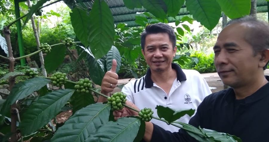 Acep Munandar menunjukan keberhasilan produksi kopi robusta integrasi dengan tanaman karet di Malangbong, Garut