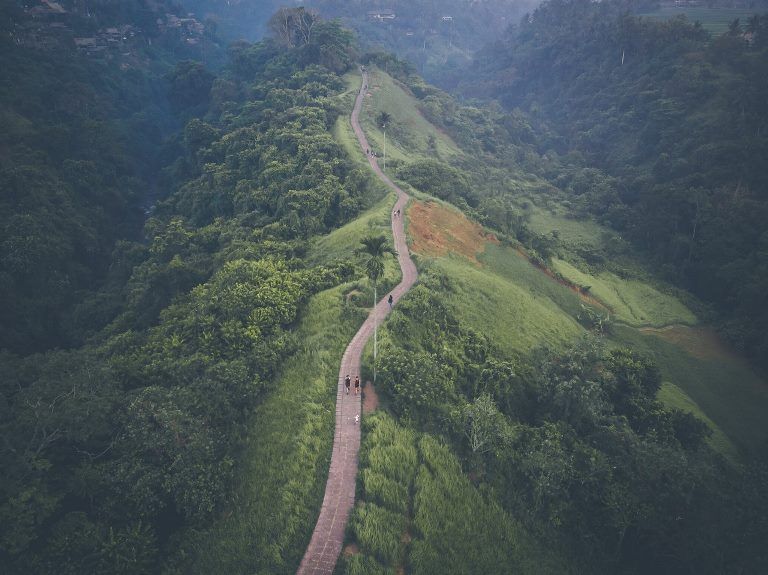 Hutan Indonesia. / Foto_ Pexels
