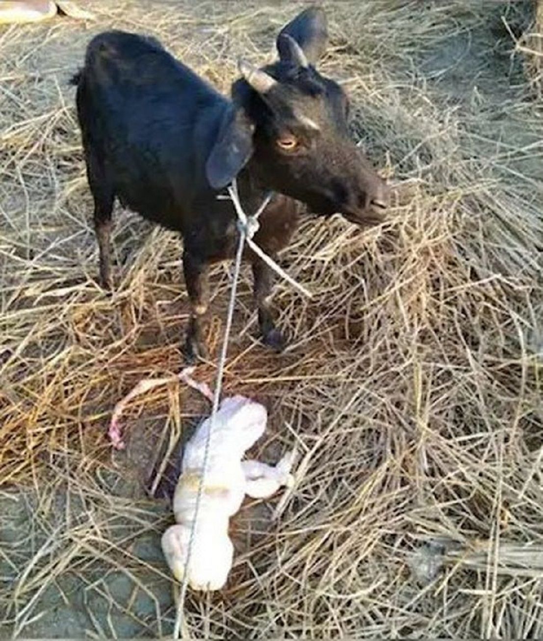 Anak kambing yang tak biasa itu lahir di Assam, India./  