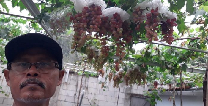 Slamet Holil dengan tanaman anggur yang ia budidayakan di halaman rumahnya, Desa Pahonjean, Kecamatan Majenang, Kabupaten Cilacap, Jawa Tengah.*