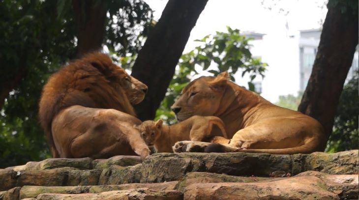Pasangan singa berusia 12 tahun Tera dan Melin saat mengasuh anak mereka Baha dan Gia dapat disaksikan pengunjung Kebun Binatang Bandung di Kafe Simba.