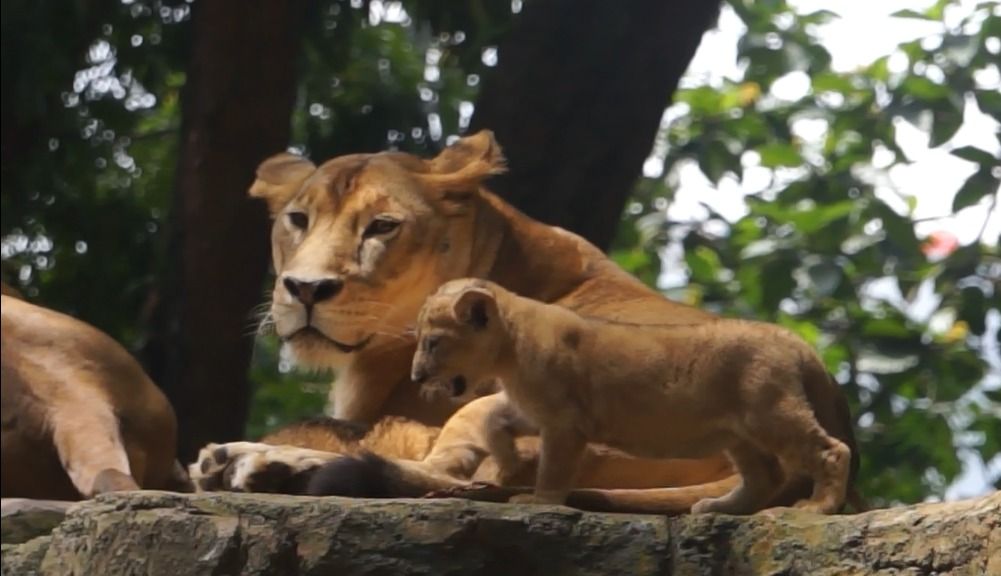 Dua ekor bayi singa ini bernama Baha dan Gia