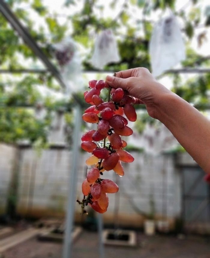 Buah anggur baru dipetik yang ditanam Slamet Holil di halaman rumahnya, Desa Pahonjean, Kecamatan Majenang, Kabupaten Cilacap, Jawa Tengah.*