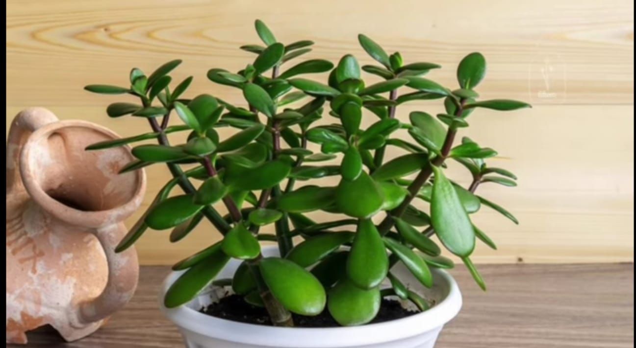 Jade Plant.