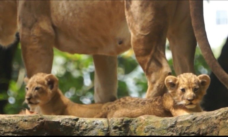 Dua Anak Singa Baru Lahir di Kebun Binatang Bandung, Tidak Pernah Disentuh Manusia Langsung Dirawat Induknya