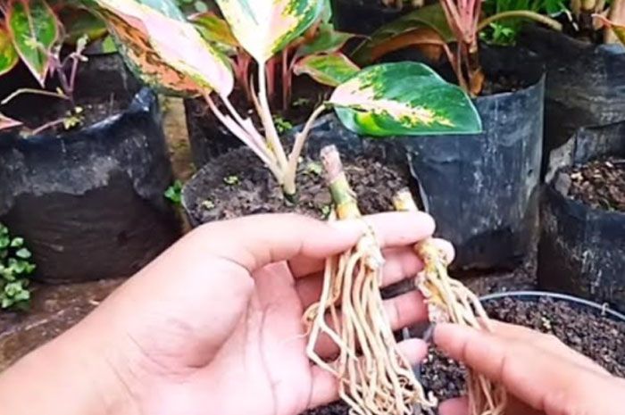 Cara menanam bonggol aglonema agar cepat bertunas